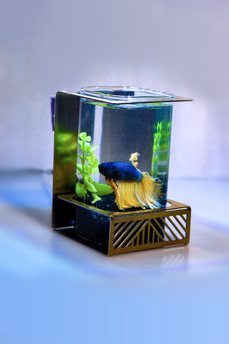 تنگ ماهی استیل-شیشه ای هفت سین آلفا مدل کلارا و سارا